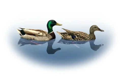 Mallard ducks Stock Illustration