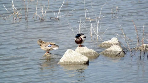 Mallard ducks in Kawaguchiko lake Stock Footage 39156053