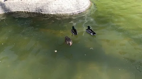 Mallard ducks in the lake Video stock 176858879