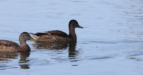 Mallard Ducks on a Lake Surface Slow Motion Stock Footage 246729727