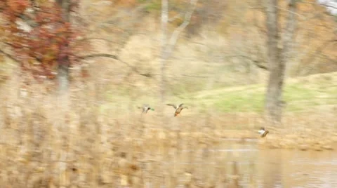 Mallard Ducks Landing Stock Footage 8984008