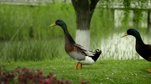 A Mallard Ducks looks around Vídeo Stock 332855376