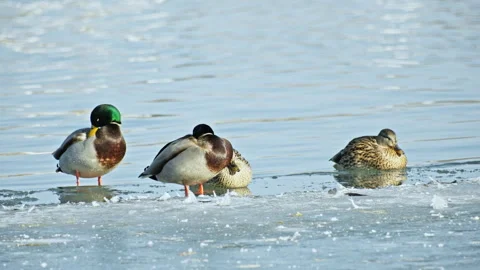 Mallard Ducks Lying on Ice During Winter Season Stock Footage 325756411