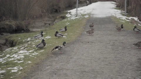 Mallard Ducks Making Their Way From The Creek To The Shore Stock Footage 147129086