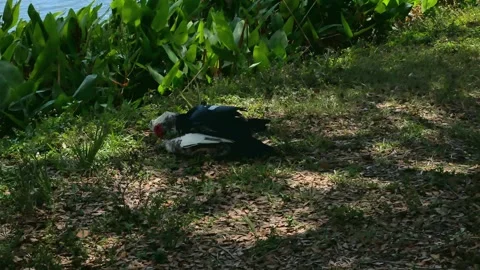 Mallard ducks mating green grass beside a lake, Wide view in bright sunshine wit Stock Footage 271439842