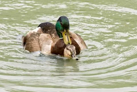 Mallard Ducks Mating Stock Photos