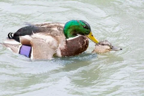 Mallard Ducks Mating Stock Photos