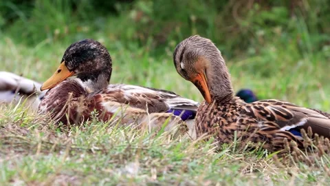 Mallard ducks in the nature Stock Footage 290763337