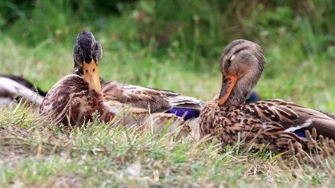 Mallard ducks in the nature Stock Footage 290777374