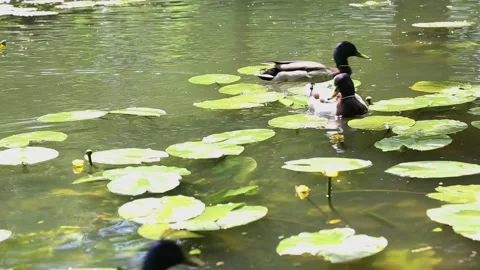 Mallard ducks navigating through floating lily pads in sunlit pond water Stock Footage 310966304