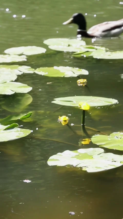 Mallard ducks navigating through water lily pond with yellow blooms Stock Footage 310966947
