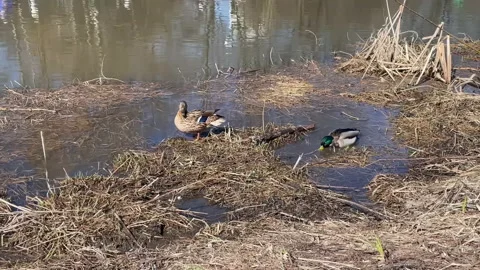 Mallard ducks or wild duck aka quack on Yauza river swimming, Moscow Stock Footage