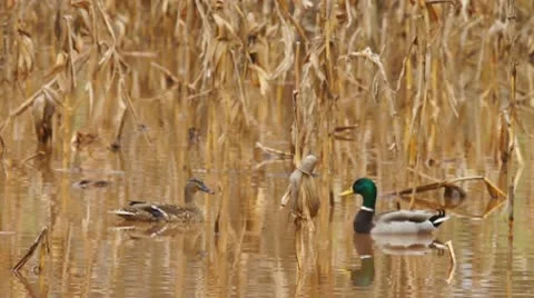 Mallard Ducks Pair Stock Footage 8984012