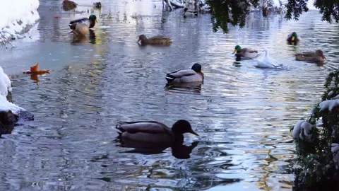 Mallard ducks at the park pond during the winter Stock Footage 262838720