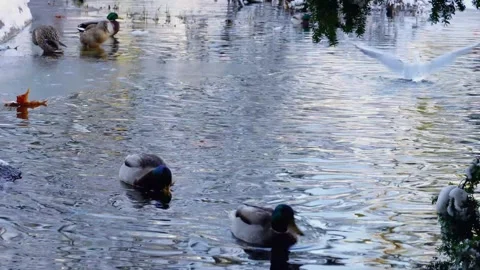 Mallard ducks at the park pond Stock Footage 281170766