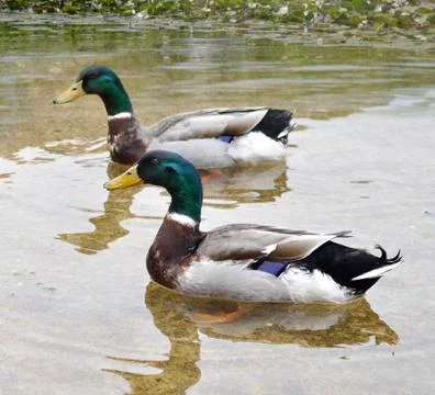 Mallard ducks Stock Photos