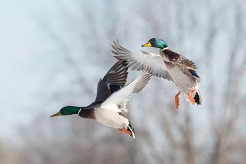 Mallard Ducks Stock Photos