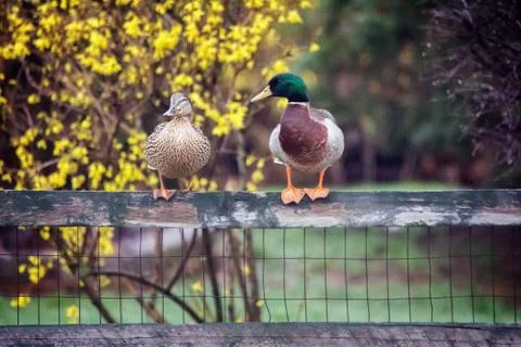 Mallard Ducks Stock-Fotos