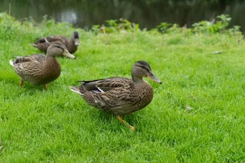 Mallard ducks 写真素材