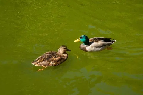 Mallard ducks Stock Photos