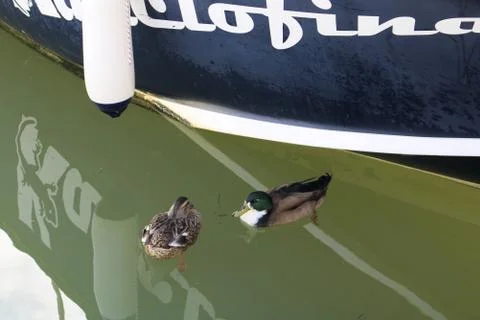 Mallard ducks. Stock Photos