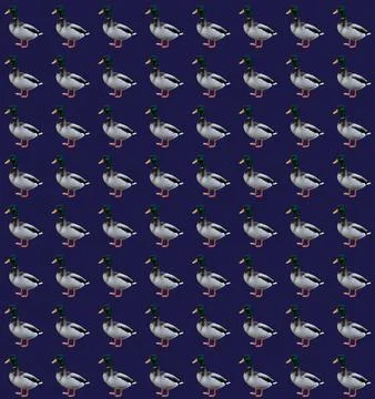 Mallard Ducks Stock Photos