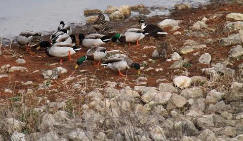 Mallard Ducks. Stock Photos