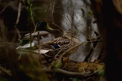 Mallard ducks Stock Photos