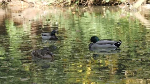 Mallard Ducks in a Pond Stock Footage 81115937