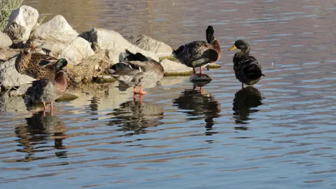 Mallard ducks preen at the edge of a pond. 4K Stock Footage 234839461
