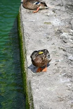 Mallard Ducks Preening and Resting on Old Stone Harbour Edge Stock Photos