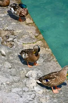 Mallard Ducks Preening and Resting on Old Stone Harbour Edge Stock Photos