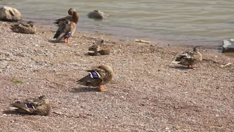 Mallard ducks preening feathers on a sunny gravel beach Stock Footage 344857857