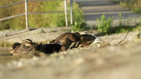 Mallard Ducks Preening Feathers Together Along Lakeshore Stock-Footage 342132951