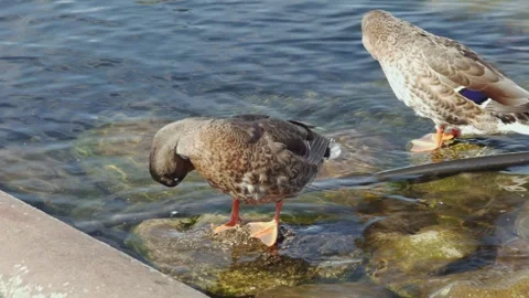 Mallard ducks preening their feathers on the shore in the harbor, close-up 스톡 동영상 274096711