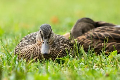 Mallard Ducks Relaxing in Grass Stock Photos