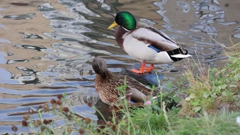 Mallard ducks relaxing on a stone by the water's edge. Stock Footage 318262020