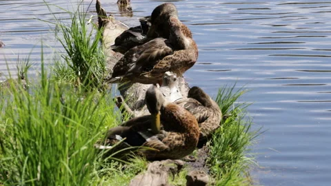 Mallard ducks rest and preen themselves near a lake, 4K Stock Footage 231544185