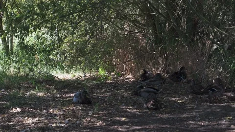 Mallard ducks rest in the shade under a tree on a hot summer day Stock Footage 115757990