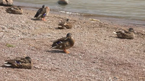 Mallard ducks resting and preening on a sandy lake shore Stock Footage 346045734