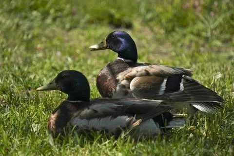 Mallard Ducks Resting on Grass Stock Photos