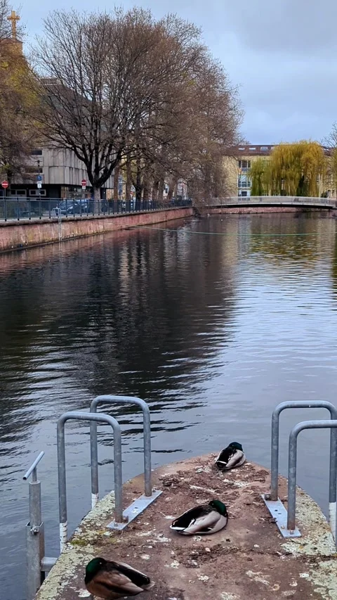 Mallard Ducks Resting on River Pier in European City, Calm Water View Stock Footage 332234512