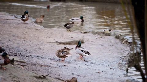 Mallard ducks resting on the sandy shore of a lake Stock Footage 337758998