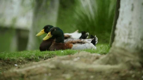 Mallard Ducks Resting on the soft grass Stock-Footage 332855589