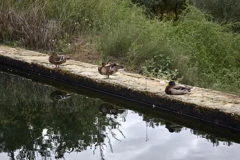 Mallard Ducks Resting on Stone Edge by Pond Stock Photos