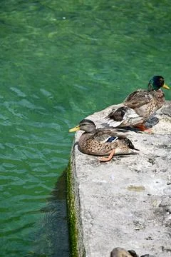 Mallard Ducks Resting on Stone Ledge by Emerald Turquoise Clear Water Stock Photos