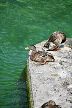 Mallard Ducks Resting on Stone Ledge by Emerald Turquoise Clear Water Stock Photos