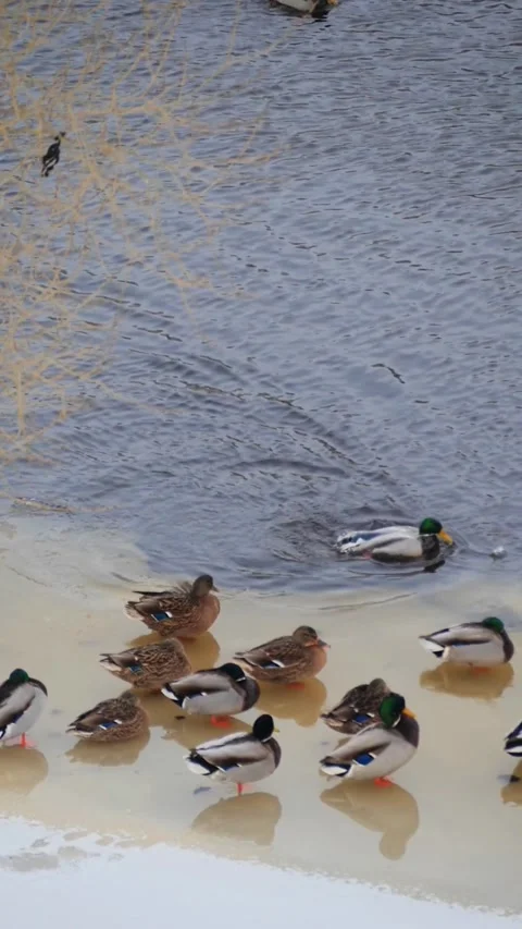 Mallard Ducks Resting on a Thin Ice Shelf by a Winter River Stock Footage 326216546