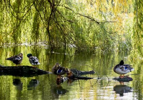 Mallard ducks resting on a tree trunk Stock Photos
