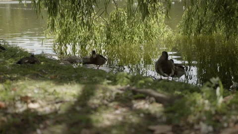 Mallard Ducks Resting Under Willow Tree at Pond Edge in City Park in Malmö Stock Footage 345652723